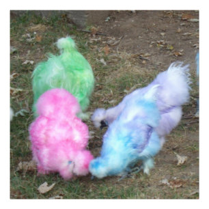Tie Dyed Silkie Chickens i Pastel Påsk Färg Fototryck