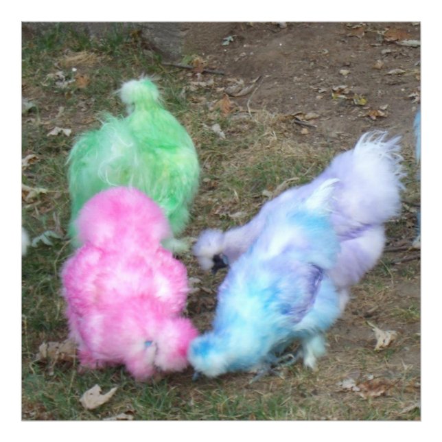 Tie Dyed Silkie Chickens i Pastel Påsk Färg Fototryck (Framsidan)