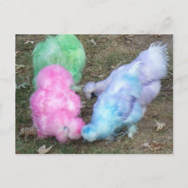 Tie Dyed Silkie Chickens i Pastel Påsk Färg Helg Vykort (Framsida)