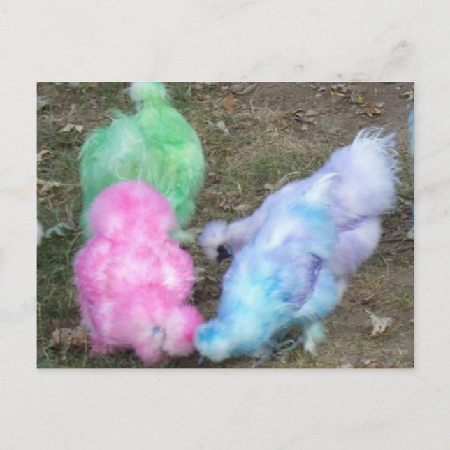 Tie Dyed Silkie Chickens i Pastel Påsk Färg Helg Vykort (Framsida)