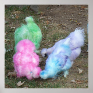 Tie Dyed Silkie Chickens i Pastel Påsk Färg Poster