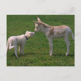 Tierfreundschaft,junger Esel mit Hund, Vykort