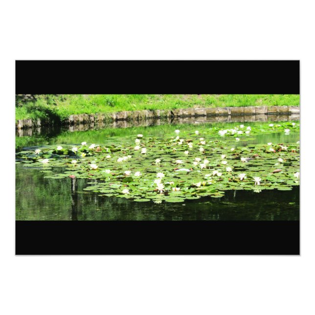 Tiergarten Vatten Lillies Fototryck (Framsidan)