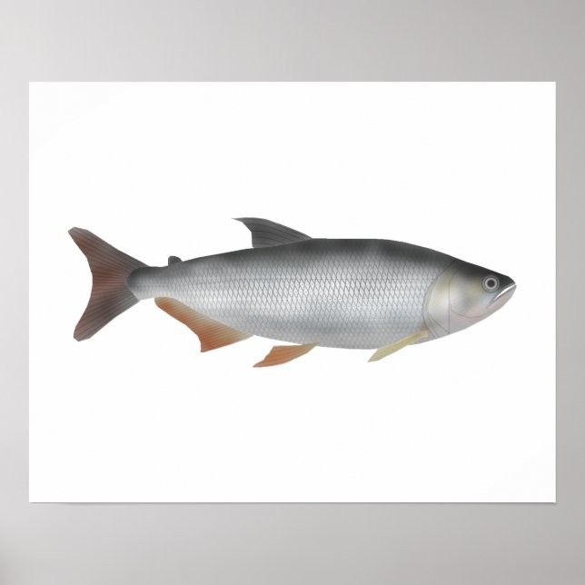 Tiete tetra poster (Framsidan)