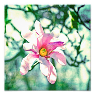 Tiffany Magnolia Fototryck