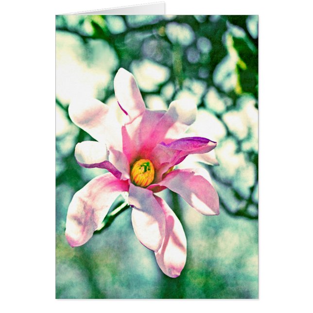 Tiffany Magnolia OBS Kort (Framsidan)