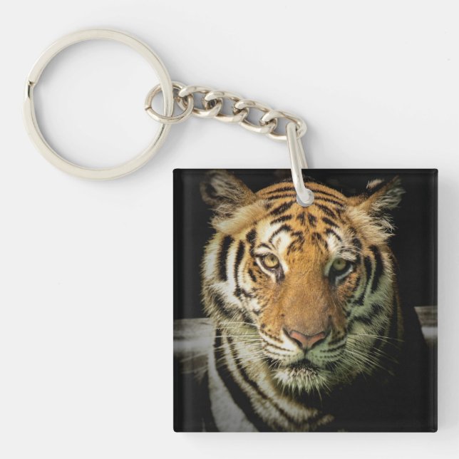 tiger (Framsidan)