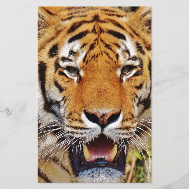 Tiger (Framsida)