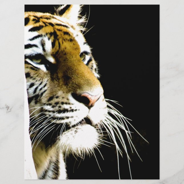 Tiger (Framsida)