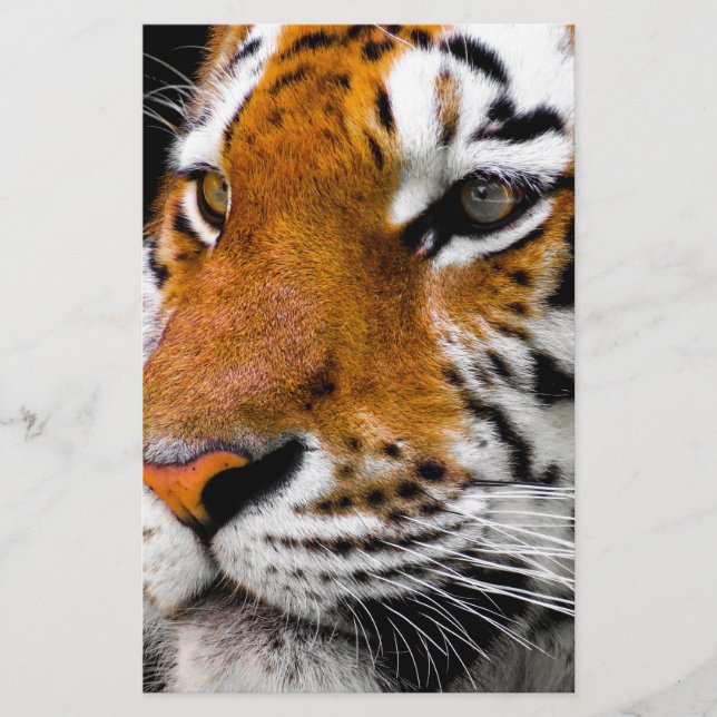 Tiger (Framsida)