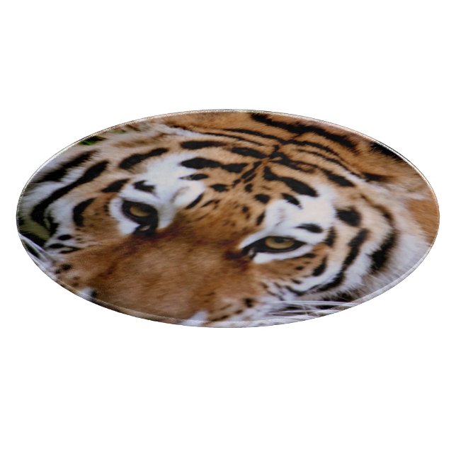 Tiger (Hörn)