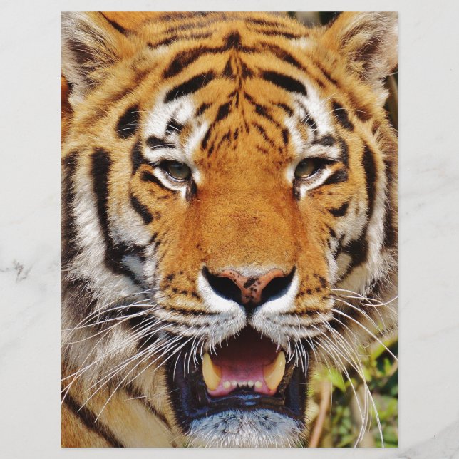 Tiger (Framsida)