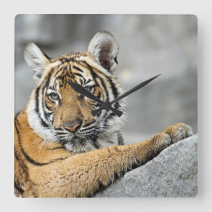 Tiger017 Fyrkantig Klocka
