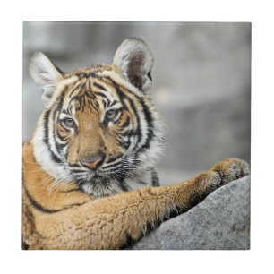 Tiger017 Kakelplatta