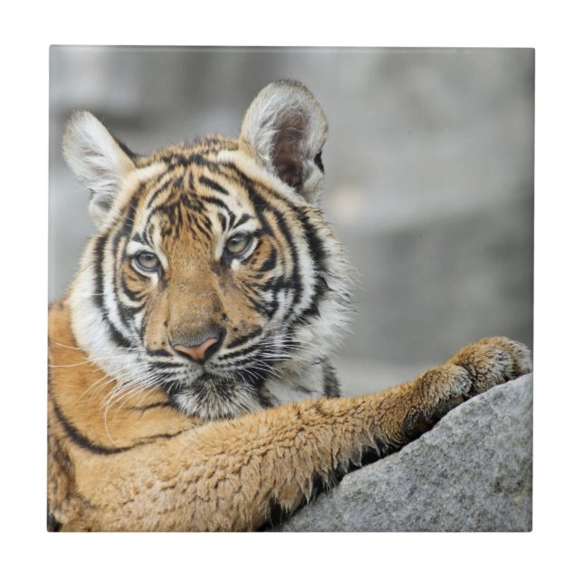 Tiger017 Kakelplatta (Framsidan)