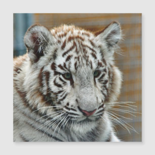 Tiger20151001
