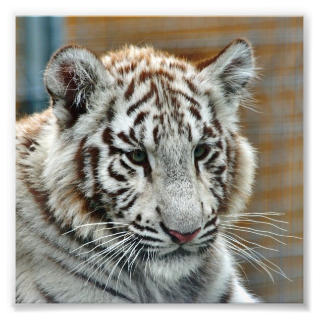 Tiger20151001 Fototryck (Framsidan)