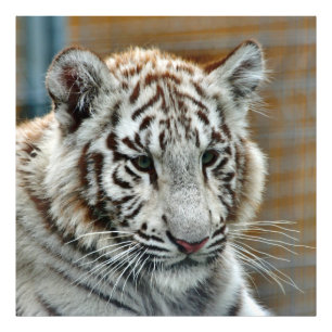 Tiger20151001 Fototryck
