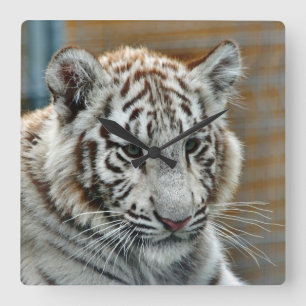 Tiger20151001 Fyrkantig Klocka