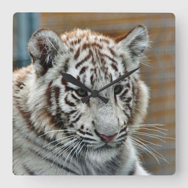 Tiger20151001 Fyrkantig Klocka (Framsida)