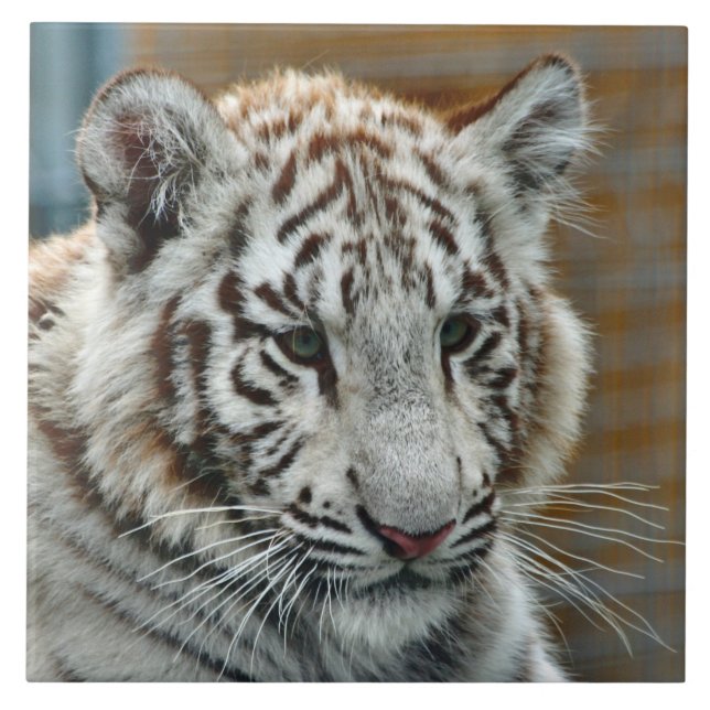 Tiger20151001 Kakelplatta (Framsidan)