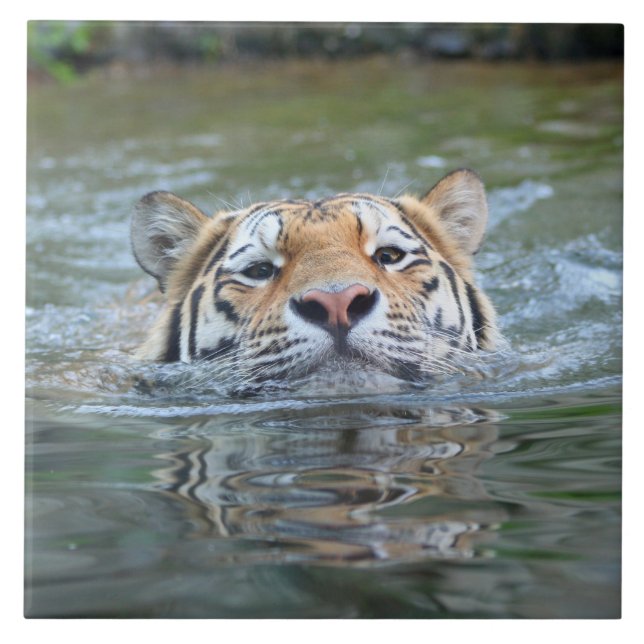 Tiger20160201 Kakelplatta (Framsidan)