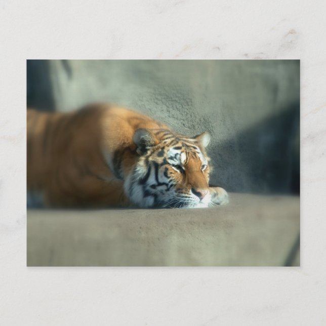 tiger2 vykort (Framsida)