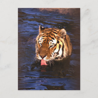 Tiger2 Vykort