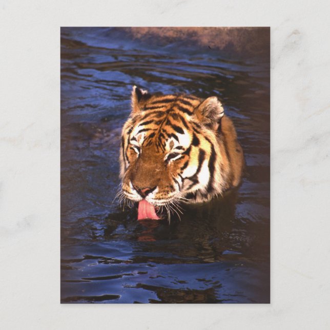 Tiger2 Vykort (Framsida)