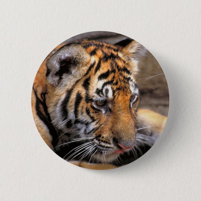 Tiger38 Knapp (Framsida)