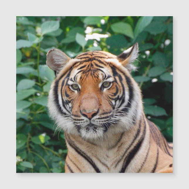 Tiger 001 (Framsida)
