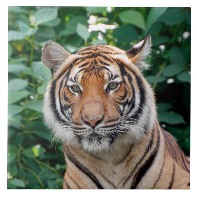 Tiger 001 kakelplatta (Framsidan)
