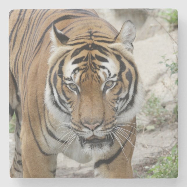 Tiger_001 Stenunderlägg (Framsidan)