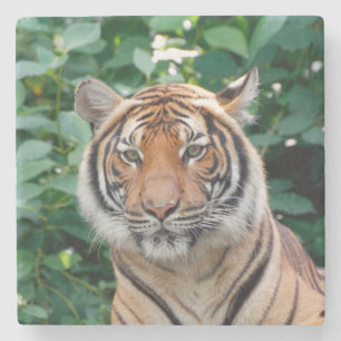 Tiger 001 stenunderlägg
