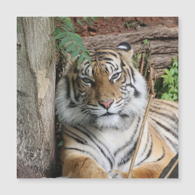 Tiger 005 (Framsida)