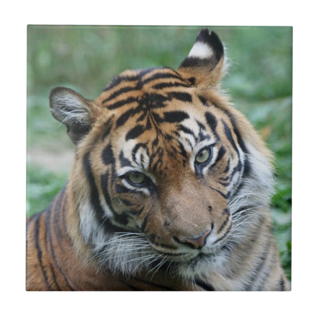 Tiger 012 kakelplatta (Framsidan)
