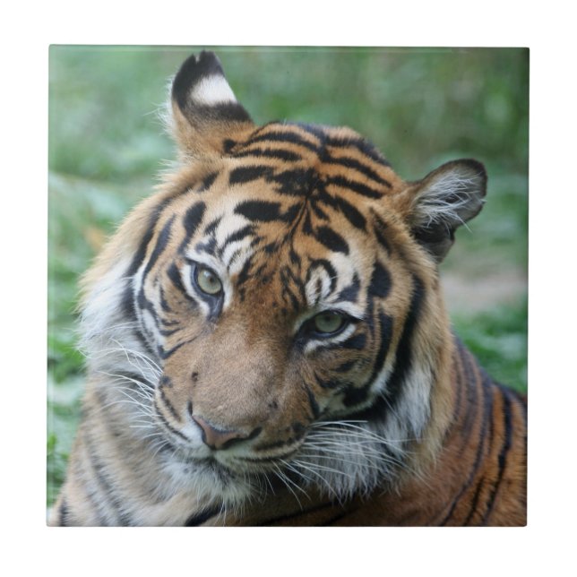 Tiger 013 kakelplatta (Framsidan)