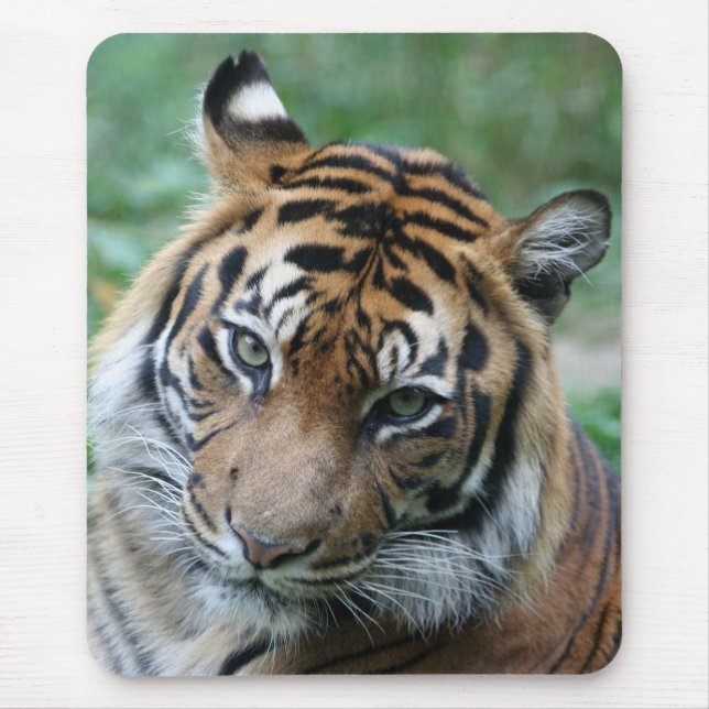 Tiger 013 musmatta (Framsidan)