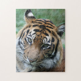 Tiger 013 pussel