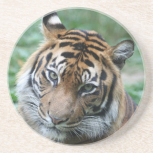Tiger 013 underlägg sandsten