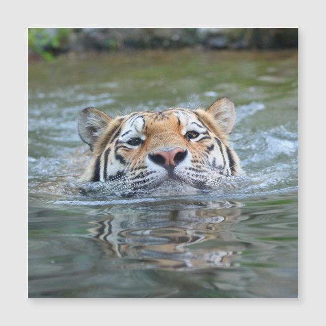 Tiger 028 (Framsida)