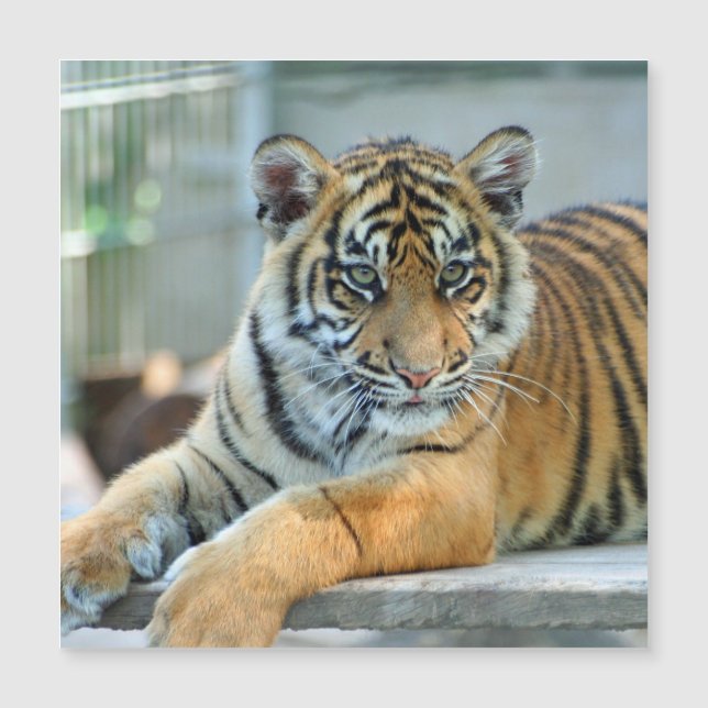 Tiger 034 (Framsida)