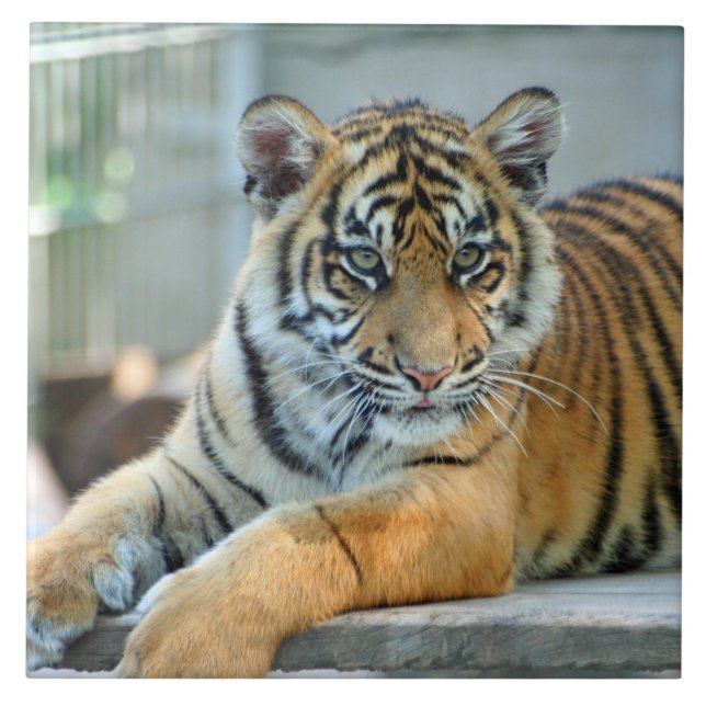 Tiger 034 kakelplatta (Framsidan)