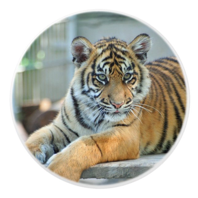 Tiger 034 knopp (Framsidan)