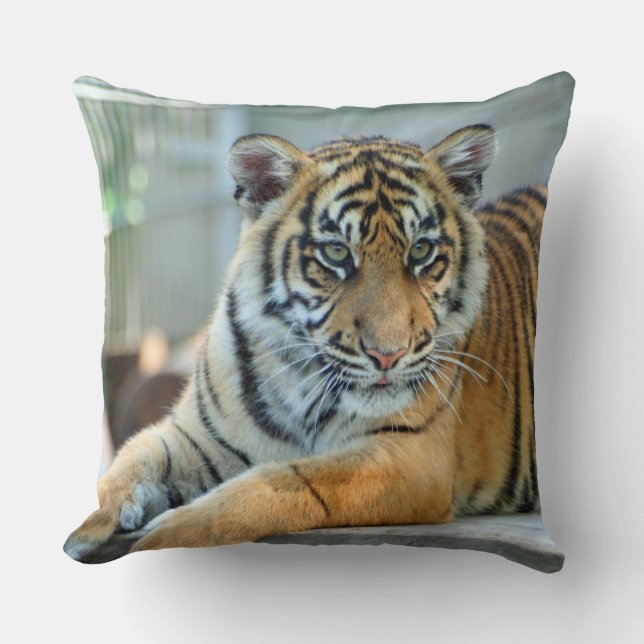 Tiger 034 kudde (Framsida)