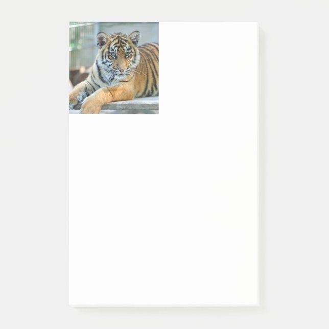 Tiger 034 post-it block (Framsida)