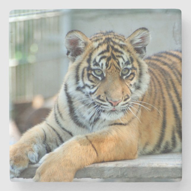 Tiger 034 stenunderlägg (Framsidan)