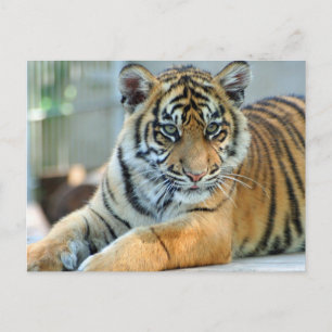 Tiger 034 vykort