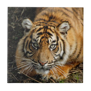 Tiger 037 kakelplatta