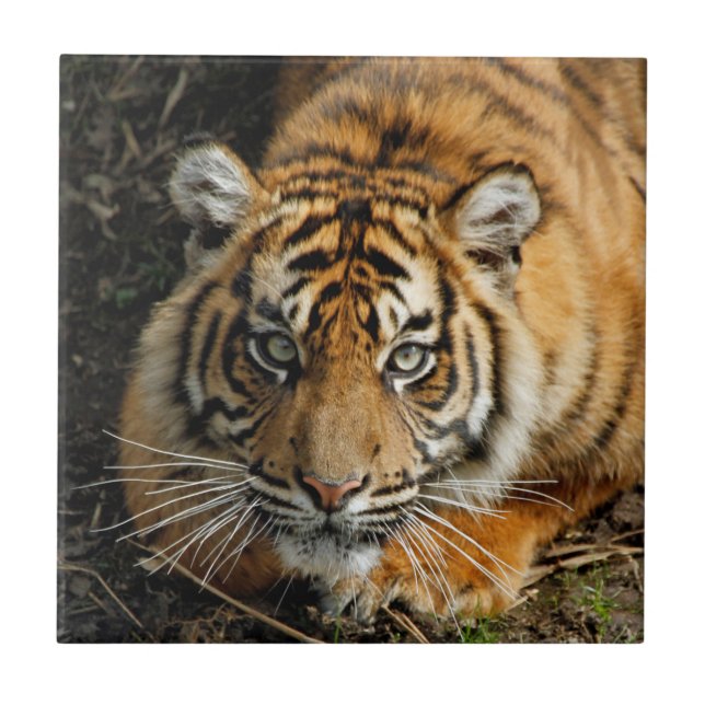 Tiger 037 kakelplatta (Framsidan)